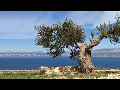 Klapa Kolapjani : O maslino ( S.Cvija - N.Zuban) FDK Omiš 2018