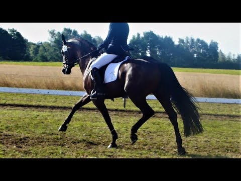 zu verkaufen: Soraya 8 jährige Stute von V: Sarkozy-Sandro Hit /  M: Saccor-Sandro Boy