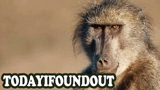 Working for Figurative Peanuts and Literal Beer- the Fascinating Story of Jack the Signal”man”