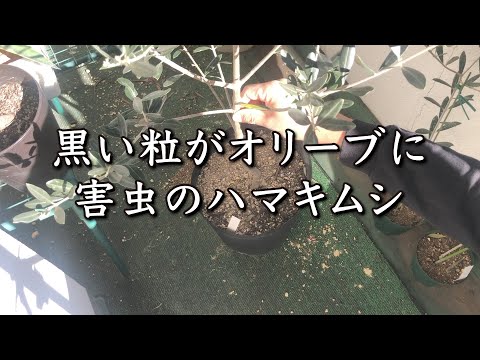 園芸 オリーブの木の害虫