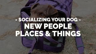 How to Socialize Your Dog to New People, Places or Things with Michael Ellis