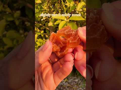 Acerola cherry isn’t your typical cherry flavor 🍒♥️ #shorts #misakytokyo