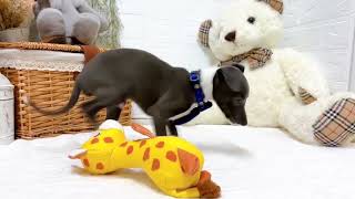 イタリアングレーハウンドの動画02