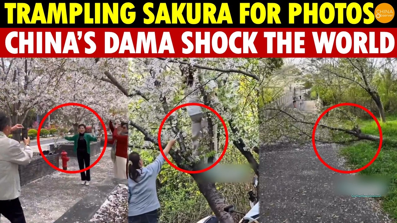 Trampling Sakura for Photos, Rolling at Airports to Skip Fares—China’s Rude Dama Shock the World!