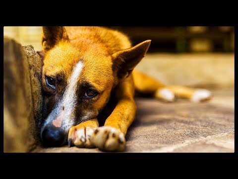 The Current State of Animal Cruelty in China Video
