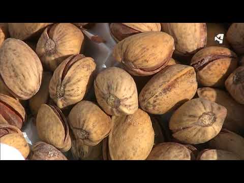 Fotograma del vídeo: El pistacho, un cultivo de moda en Aragón