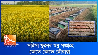 সাতক্ষীরায় সরিষা ফুলের মধু