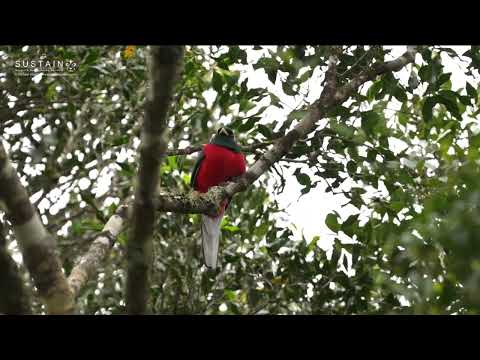 Narina Trogon male in Wilderness