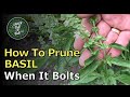 What To Do When Your BASIL Starts To Bolt. Prune It And Get TONS Of New Growth!