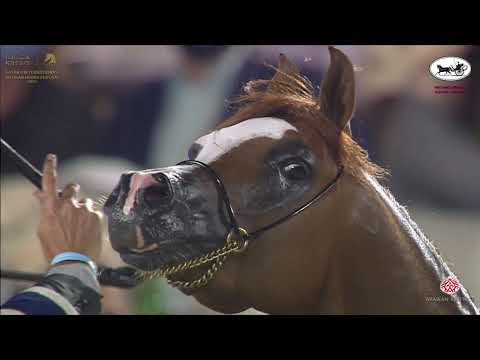 N 139 ARRAB AL SHAHANIA   Katara International Arabian Horse Festival   Colts 3 Years Old Class 6