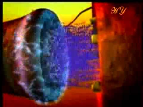 The miracle of the brain (HARUN YAHYA)