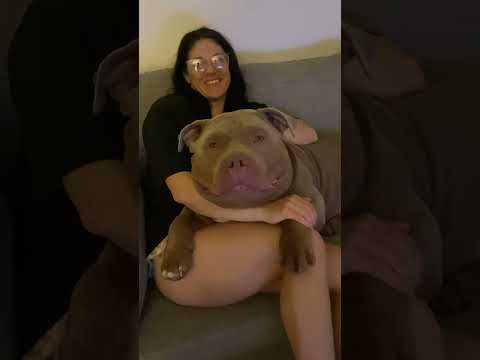 How big is Tuktuks head? #dog #puppy #americanbully #funnydog #dogs