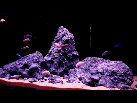 Malawi Cichlid Aquarium