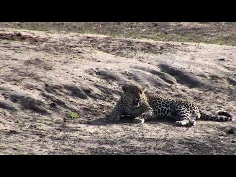 Djuma: Impalas going about the morning as Hosana watches on-Pt:1 - 06:33 - 11/25/18