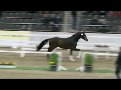 Dönhoff von Diamond Hit - Lauries Crusador xx