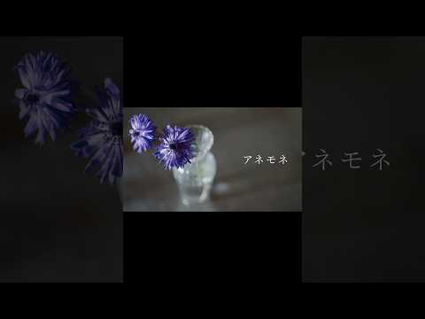 2026.01.28 20:00「アネモネ」Music VideoYouTubeプレミア公開決定！！ #アネモネ #novelbright
