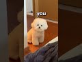 How WOULD You RATE this DOG 😱 | Wholesome Animals