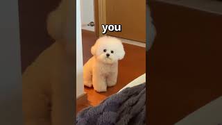 Download lagu How WOULD You RATE this DOG 😱 | Wholesome Animals mp3 Download lagu How WOULD You RATE this DOG 😱 | Wholesome Animals mp3