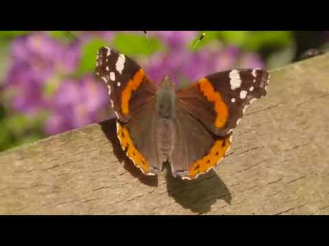 Fuck it & Let That Shit Go  Emotional Relief Meditation