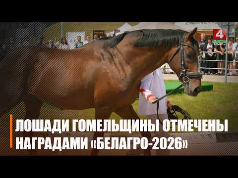 Лошади, выращенные на Гомельщине, стали призерами конкурса в рамках выставки «Белагро-2026» видео