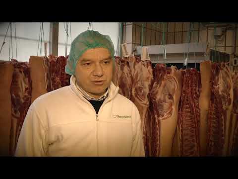 Schweinefleisch: Fleischuntersuchung durch Tierärzte am Schlachtbetrieb