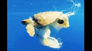 Sole - Selling Live Water