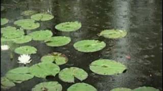 Henri Dès chante l'eau c'est de l'or