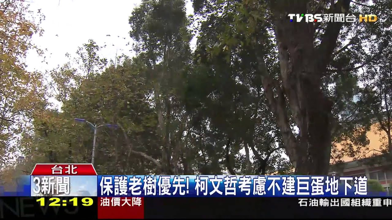 保護老樹優先! 柯文哲考慮不建巨蛋地下道
