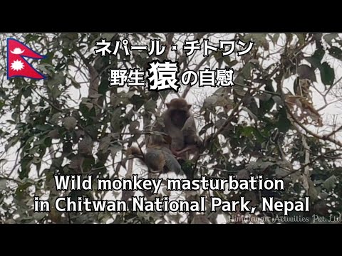 野生猿の自慰行為｜ネパール🇳🇵チトワン国立公園｜Wild monkey masturbation in Chitwan National Park, Nepal