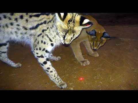 The Big Cat Whisperer Video Collection