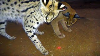 Which African BIG &amp; Small Cats Play With Laser Light Toys? | Cheetah Leopard Lion Caracal Serval
