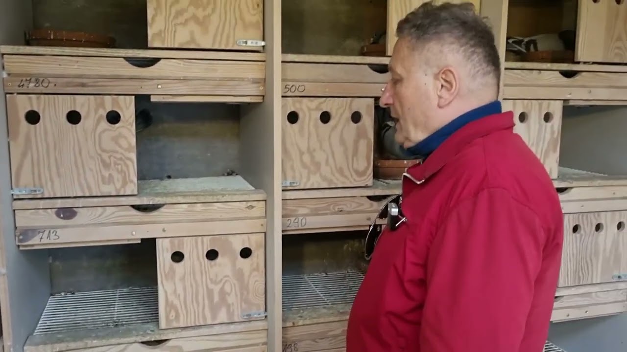 Magnetic Field and Bird Orientation #80