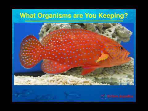 Tropical Fish Nutrition Basics