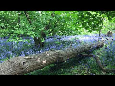 Stunning Bluebell Wood in Spring. Soothing Sounds of Nature - Birds Singing