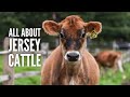 Jersey Cows From A to Z: Everything You Need to Know