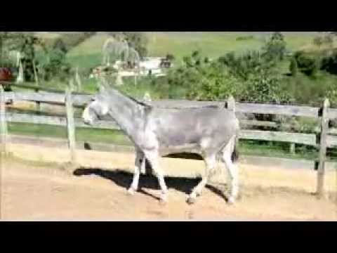 MERCADO DE CAVALOS - Jacó JN.wmv