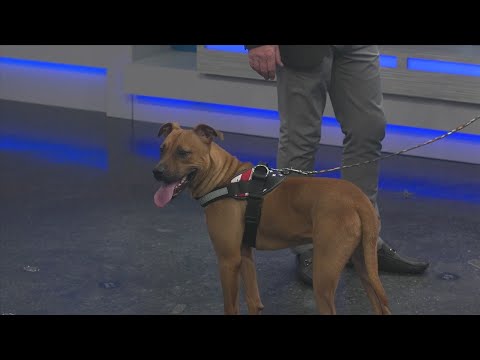 News 13 Pet Adoption Option: Lucky - YouTube