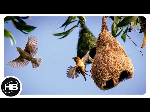 10 Самых Необычных Строителей Птичьих Гнёзд