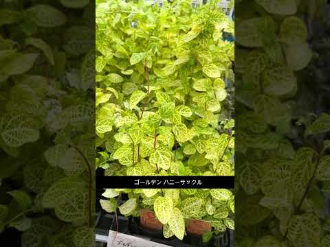 庭に植える匍匐性の植物はどれですか?岩場を彩る8種  庭園