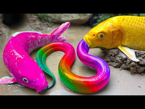 Giant Fish Trap In The River - Crocodile, Pink catfish, Goldfish & Magnet Primitive Cooking