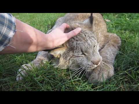 Max Canada Lynx - I'm a Big Baby 2