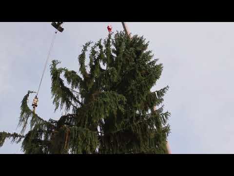 Aufbau der Striezelmarkt-Fichte 2017