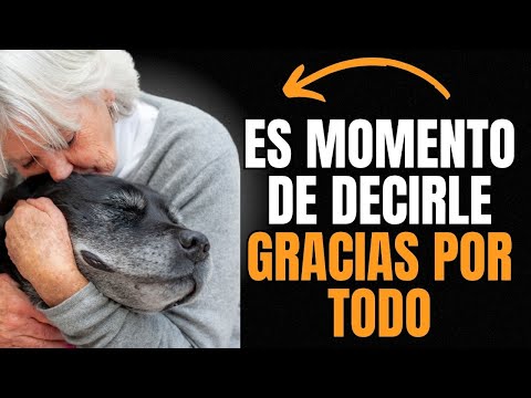 EUTANASIA EN PERROS ¿CUÁNDO ES EL MOMENTO?