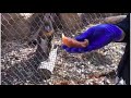 Zoo To You Virtual Safari Saba The Mandrill