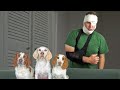 Dogs Ambush Owner For FOOD Funny Dogs Maymo Potpie Indie Go Rogue