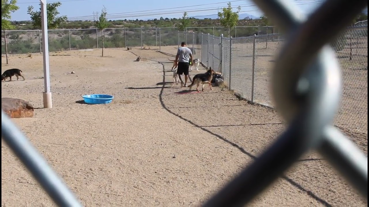 Enlarge Oro, a Adoptable Mixed Breed in Las Cruces, NM video 6/6