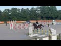 JUMENT SFA excellentes origines CSO 130/135