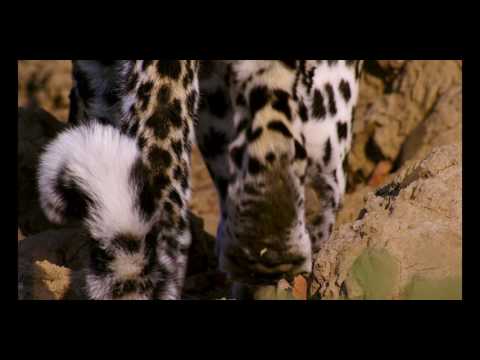 Incredible Predators - Trailer