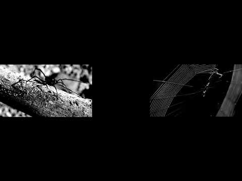 30drop: Disharmonic Gait [30D-006]