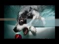 Underwater dogs by Seth Casteel / Eels - Dog`s Life